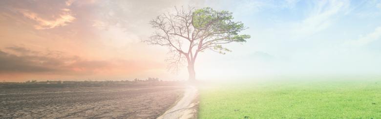 A tree stands on the frontier of a world abused by climate change and a green world