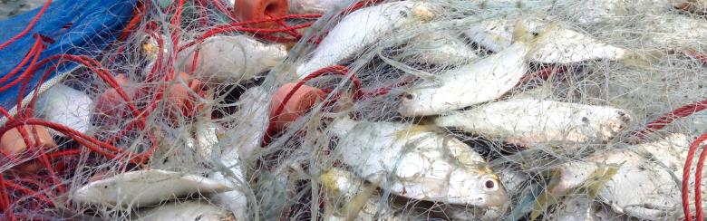 fish caught in a net on a boat deck