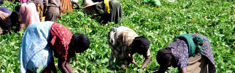 Farmers working on a field in Ethiopia