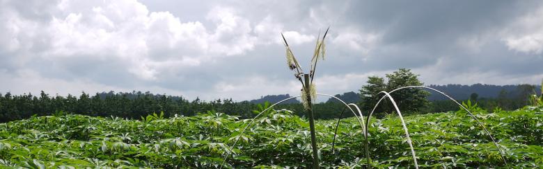 Cassava fields with a prayer symbol, Ratanakiri, Cambodia, 2015