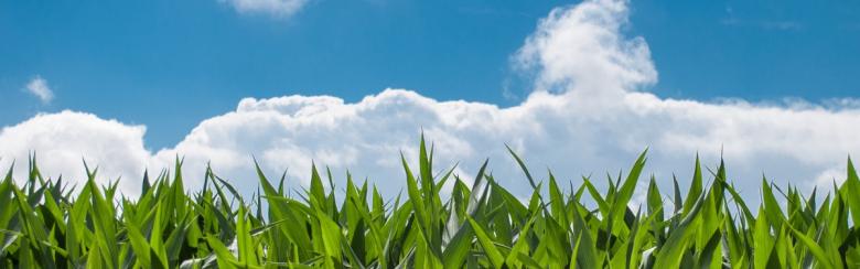 CIES_farming