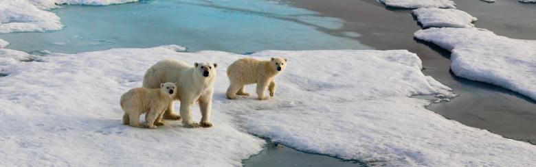 a family of polar bears marches across a thawing arctic
