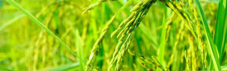 Rice farming