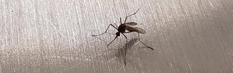 “Aedes aegypti” mosquito.