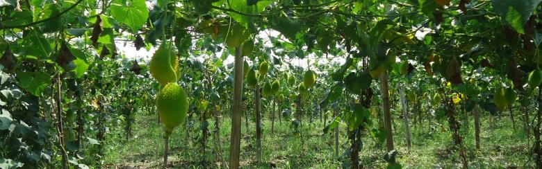 Image of sustainable farming