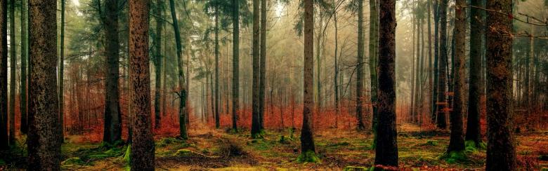 Woods in Autumn