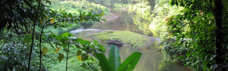 CIES Tropical rainforest