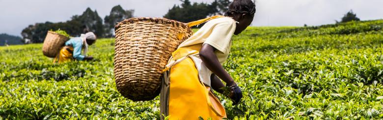 Women with woven wicker baskets on their backs, hand picking or harvesting tea leaves.
