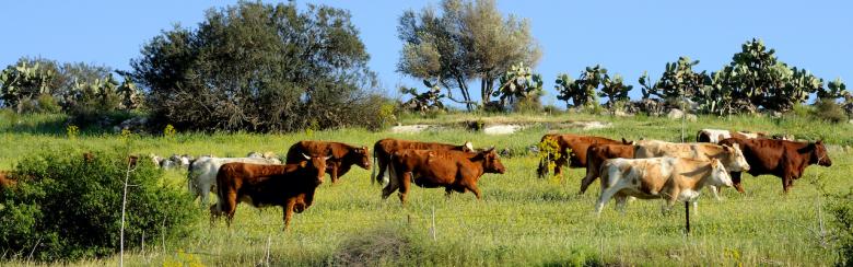 Free roaming cattle grazing in the fields of the Negev.