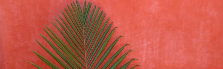 Palm shadow on red wall
