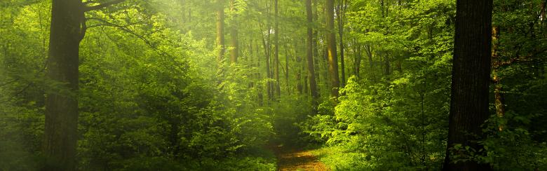 CIES 2030 DFS Better Data for Peace with Nature