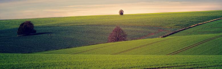 Fields