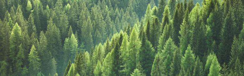 Healthy green trees in a forest of old spruce, fir and pine trees in wilderness of a national park. Sustainable industry, ecosystem and healthy environment concepts and background.