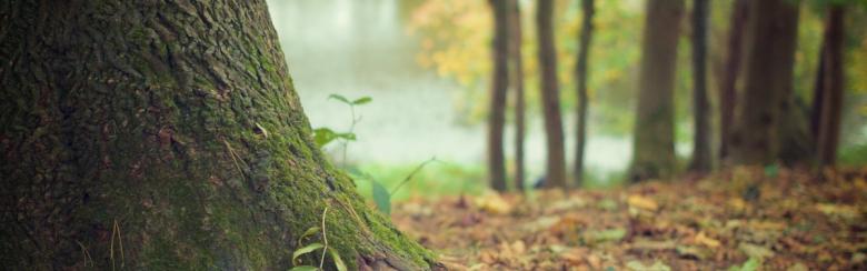 tree trunk