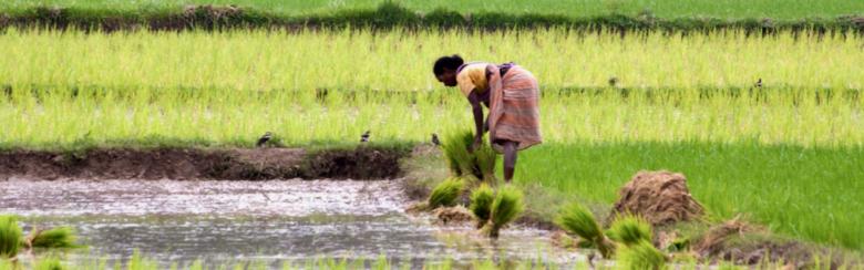 India, woman in rice field