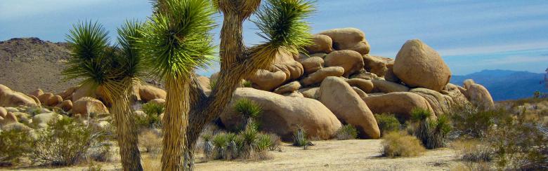 Joshua Tree