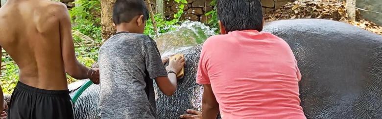 Children washing an elephant