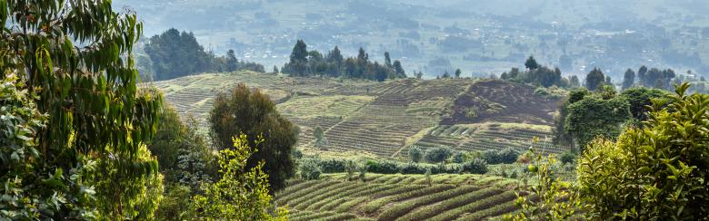 Rwanda agricultural landscape