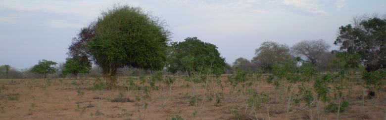 Cassava field in Mozambique countryside at the end of the dry season