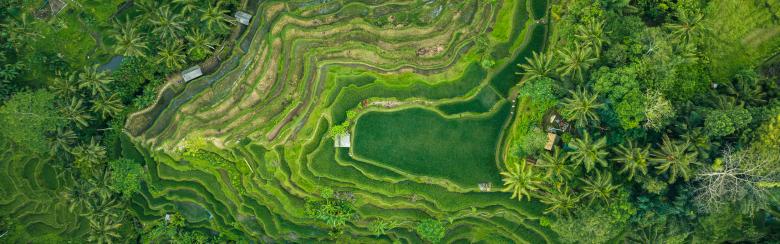 Indonesian rice fields green