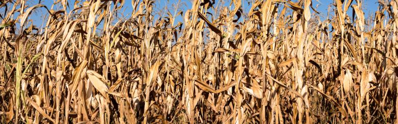 Corn field with dried yellow corn plants with blue sky in background