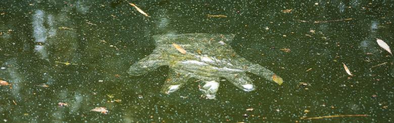 Un gant jetable en plastique flottant dans un lac, symbolisant l’empreinte des activités humaines sur la planète