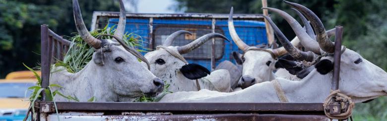 A truck with a herd of cattle in the back, Ondo, Ondo, Nigeria.