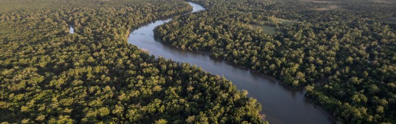 Amazon rainforest banner