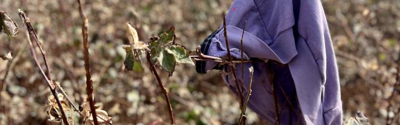 Sweater of a school-aged girl who is accompanying her mother to the field during the 2022 cotton harvest, Şanlıurfa province, Türkiye