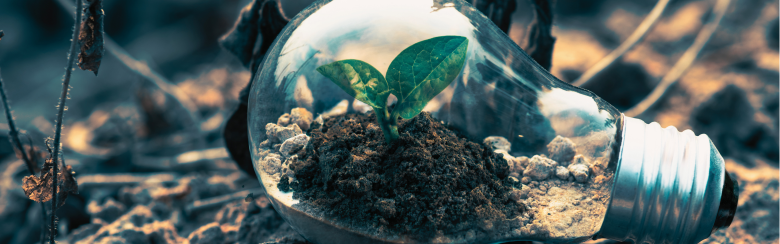 plant growing in lighbulb