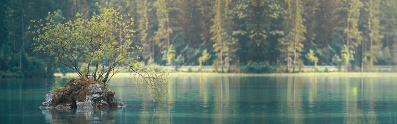 HCGS | Tree Banner with Tint Left