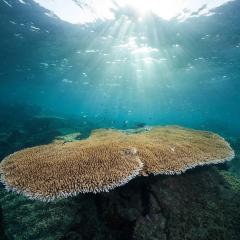 Red Sea Corals 