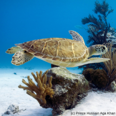 WWF-X-FON-X-HCGS-Turtle.png