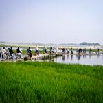 chetail migration