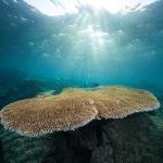 Red Sea Corals 