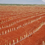 Cassava plantation