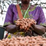 Screening and discussion on the right to seeds