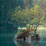 HCGS | 2026 tree 