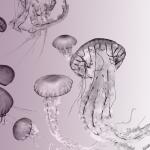 Jelly Fish