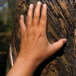 Hand on bark